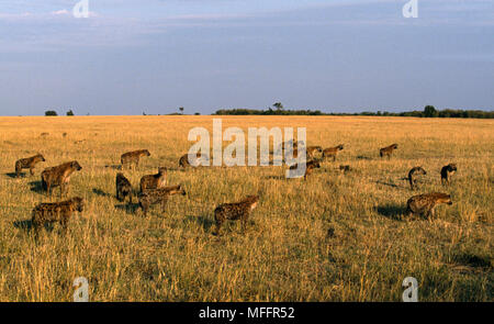 SPOTTED HYENA pack (Crocuta crocuta) Masai Mara Game Reserve, Kenya Stock Photo