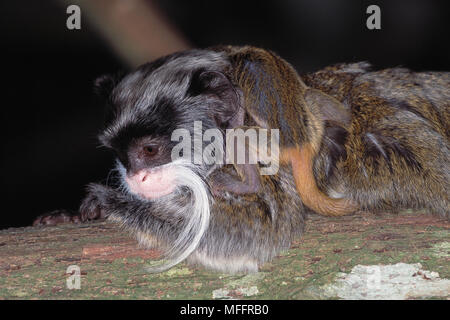 EMPEROR TAMARIN with young Saguinus imperator Stock Photo