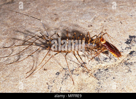 LONG-LEGGED CENTIPEDE  Scutigera sp. eating cockroach.  Gomantong Caves, Borneo. Stock Photo