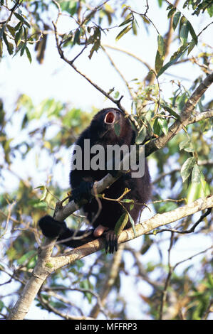 MEXICAN BLACK HOWLER MONKEY  Alouatta pigra male, howling  Central America Stock Photo