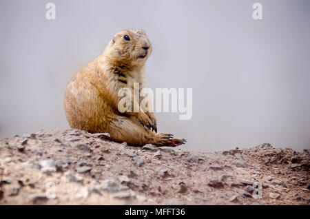 Rodent of the mexican border seated on the rocks in a waiting position. Stock Photo
