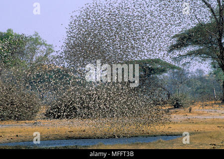 RED-BILLED QUELEA Quelea quelea huge flock in flight over water  coming to drink. Botswana, Africa Stock Photo