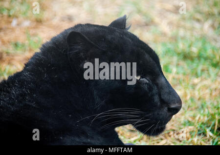 Endangered species of big cats, black panther on captivity Stock Photo