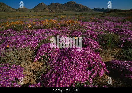 WILD FLOWERS  Ruschia sp. Namaqualand, South Africa Stock Photo
