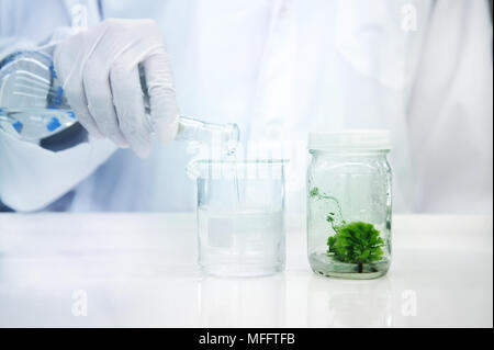 hand of scientist with glove pouring water in to the beaker with plant in bottle of tissue culture in biotechnology science background Stock Photo