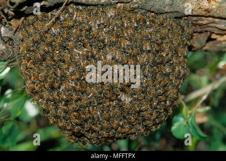 AFRICAN HONEYBEE  Apis mellifera adansonii swarm clustered on tree Stock Photo