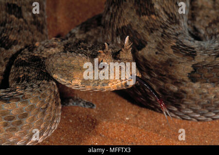 MANY-HORNED ADDER Bitis cornuta  flicking tongue, Africa. Stock Photo