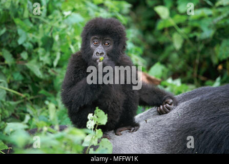 MOUNTAIN GORILLAS  Gorilla beringei beringei young resting on silverback Stock Photo