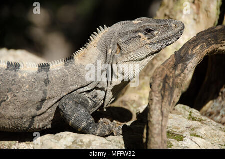Reptile resting on a branch of the Yucatan jungle Stock Photo