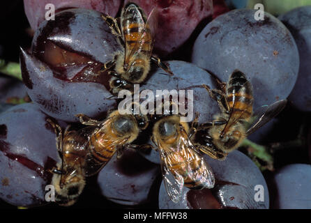 AFRICAN HONEYBEES   feeding  Apis mellifera adansonii  on juice of decaying grapes. Stock Photo