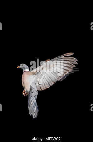 Common Wood Pigeon (Columba palumbus) hovering in midair, cutout with a black background. Wood Pigeon wings stretched  back. Flying pigeon. Stock Photo