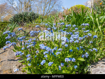 Forget-Me-Nots, AKA Scorpion Grasses, small blue flowers from the genus Myosotis, flowering in late Spring in the UK. Blue Forget-Me-Not. Stock Photo