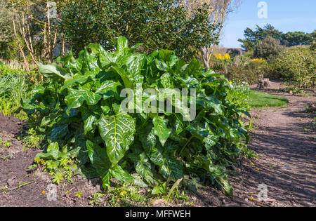 Bright green leaves with vivid yellow streaks on the Italian Lords and Ladies (Arum italicum) plant, growing in Spring in West Sussex, England, UK. Stock Photo
