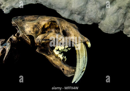 Prehistoric animal of the ice age Stock Photo