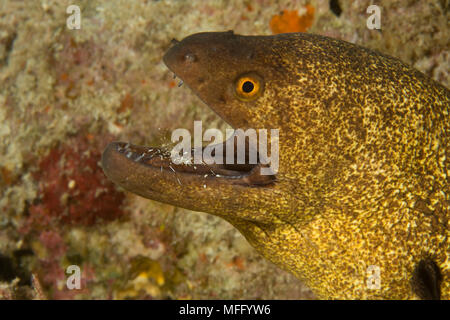 Rock shrimp, Urocaridella sp. cleaning a Yellowmargin moray, Gymnothorax flavimarginatus, Maldives, Indian Ocean Stock Photo