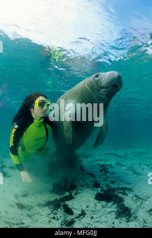 snorkeler with Florida manatee, Trichechus manatus latirostris, a subspecies of the West Indian manatee, Crystal River, Florida, Unites States Stock Photo