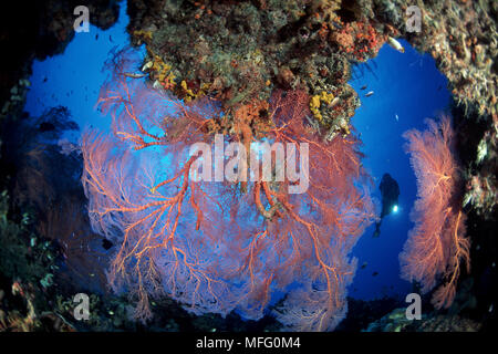 Scuba diver and large seafan in a pass through, Melithaea sp., West New Britain, Papua New Guinea, Pacific Ocean Stock Photo