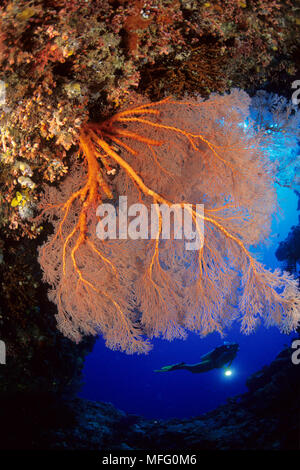 Scuba diver and seafan, Melithaea sp., West New Britain, Papua New Guinea, Pacific Ocean Stock Photo