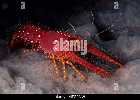Red reef lobster on barrel sponge, Enoplometopus occidentalis, Walindi, West New Britain, Papua New Guinea, Pacific Ocean Stock Photo