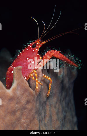 Red reef lobster on barrel sponge, Enoplometopus occidentalis, Walindi, West New Britain, Papua New Guinea, Pacific Ocean Stock Photo