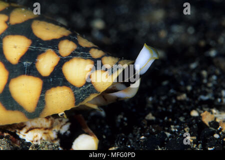 Mouth of cone shell, Conus marmoreus, Walindi, West New Britain, Papua New Guinea, Pacific Ocean Stock Photo