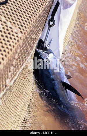 Northern bluefin tuna, Thunnus  thynnus, Vulnerable (IUCN), hooked and been lifted from inside the net 'camera della morte' to the boat, Carloforte, S Stock Photo