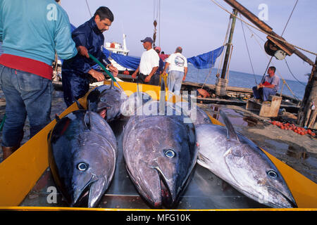 Northern bluefin tuna, Thunnus  thynnus, Vulnerable (IUCN), discharged after the 'Mattanza' Carloforte, San Pietro Island, Sardinia, Italy, Tyrrhenian Stock Photo