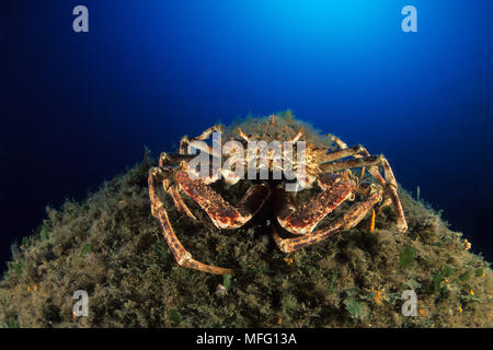 Spider crab, Maja squinado, Santa Teresa, Sardinia, Italy, Tyrrhenian Sea, Mediterranean Stock Photo