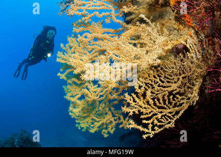 Scuba diver with Mediterranean Black coral, Gerardia Savaglia, Santa Teresa, Sardinia, Italy, Tyrrhenian Sea, Mediterranean Stock Photo