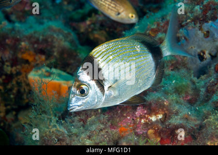 Two-banded bream (Diplodus vulgaris) Larvotto Marine Reserve, Monaco, Mediterranean Sea  Mission: Larvotto marine Reserve Stock Photo