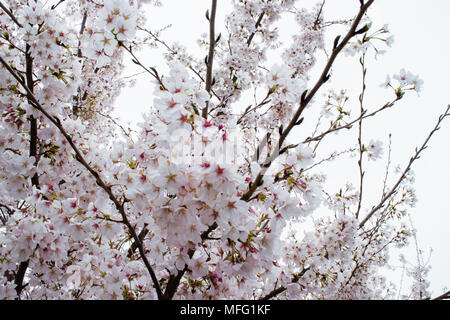 Cherry blossoms exploding into bloom around Washington DC. Stock Photo