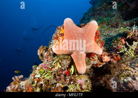 Granulated Sea Star, Choriaster granulatus, Maldives, Indian Ocean Stock Photo