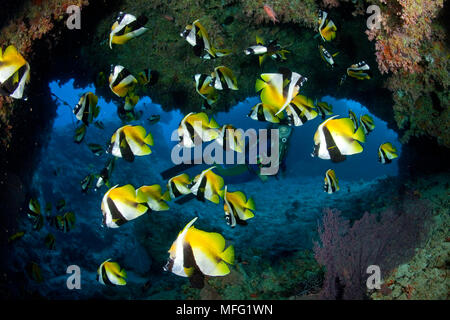 Scuba diver and shoal of masked bannerfish; Heniochus monoceros in a cave entrance, Maldives, Indian Ocean Stock Photo