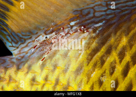 Rock shrimp, Urocaridella sp. cleaning the scales of Titan trigger fish, Balistoides viridescens, Maldives, Indian Ocean Stock Photo