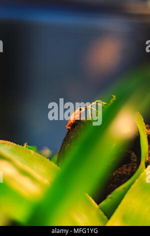 Closeup of a Golden Poison Arrow Frog in natural rainforest environment Stock Photo