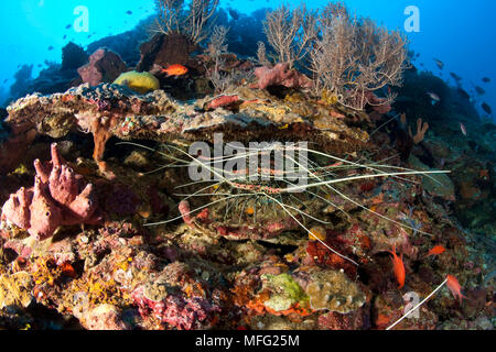 Ornate spiny lobster, Panulirus ornatus, Halmahera, Moluccas Sea, Indonesia, Pacific Ocean Stock Photo