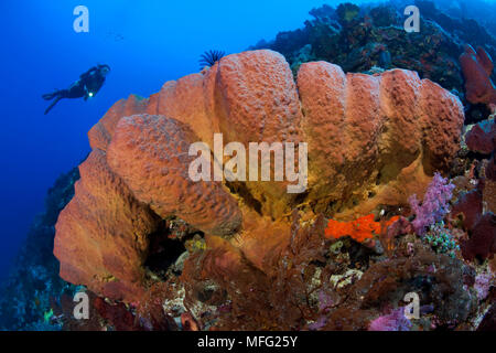 Scuba diver with Ligament sponge, Diacarnus spinipoculum, Halmahera, Moluccas Sea, Indonesia, Pacific Ocean Stock Photo