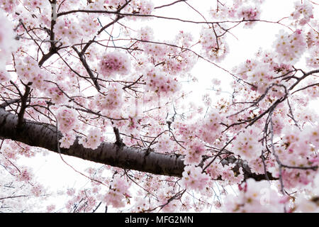 Cherry blossoms exploding into bloom around Washington DC. Stock Photo