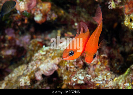 Mediterranean cardinalfish (Apogon imberbis), Ponza, Pontine Islands ...