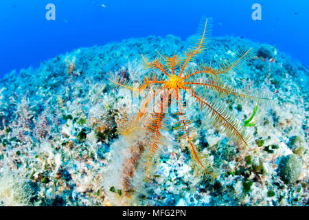 Crinoid or feather star, Antedon Mediterranea, Ponza island, Italy, Tyrrhenian Sea, Mediterranean Stock Photo