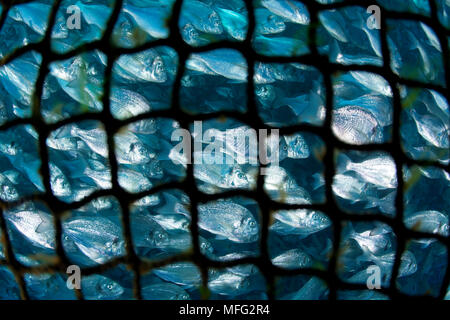 Sea cage with thousand of Gilt-head bream, Sparus aurata, Ponza Island, Italy, Tyrrhenian Sea, Mediterranean Stock Photo