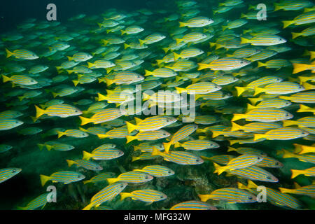 Shoal of Blue and gold snapper, Lutjanus viridis, Cocos Island, National Park, Natural World Heritage Site, Costa Rica, East Pacific Ocean Stock Photo