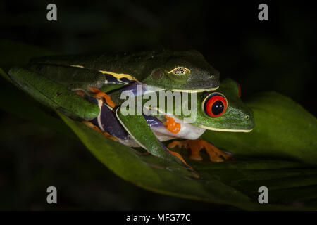 Red-eyed tree frogs, Agalychnis callidryas, in amplexus in Tortuguero National Park, Costa Rica Stock Photo