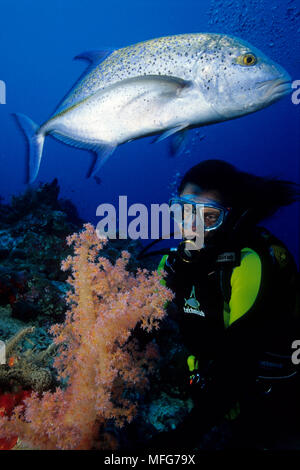 scuba diver with soft coral, Dendronephthya, and blue-fin trevally, Caranx melampygus, Aldabra Atoll, Natural World Heritage Site, Seychelles, Indian Stock Photo