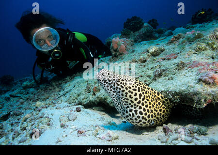 scuba diver with honeycomb moray, Gymnothorax favagineus , Chaetodon lunula, Aldabra Atoll, Natural World Heritage Site, Seychelles, Indian Ocean  Dat Stock Photo