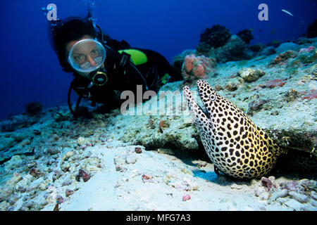 scuba diver with honeycomb moray, Gymnothorax favagineus , Chaetodon lunula, Aldabra Atoll, Natural World Heritage Site, Seychelles, Indian Ocean  Dat Stock Photo