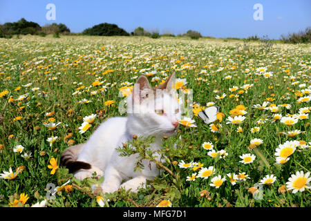 domestic cat, van, lying on a flowering meadow, watching a yellow butterfly Stock Photo