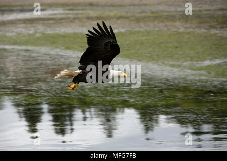 bald eagle, Haliaeetus leucocephalus, American national bird, Juneau, Alaska, North Pacific Ocean  Date: 24.06.08  Ref: ZB777 115635 0030  COMPULSORY Stock Photo