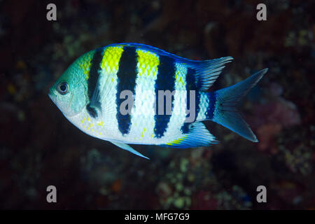 Indo-Pacific sergeant, Abudefduf vaigiensis, Tulamben, Bali Island, Indonesia, Pacific Ocean  Date: 22.07.08  Ref: ZB777 117071 0007  COMPULSORY CREDI Stock Photo