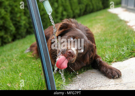 A thirsty dog is drinking water and looking quite funny. Stock Photo